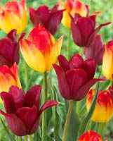 Tulipa 'Merlot' and 'Suncatcher'