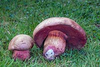 Boletus satanas - Devils bolete, a rare poisonous fungi found in the UK