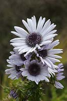 Berkheya purpurea 'Silver Spikes'