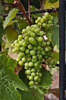 Vitis vinifera - Grapes growing on metal arch