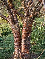 Prunus rufa - Peeling bark in early Spring