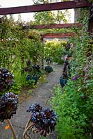 Recently constructed wooden pergola supports roses and Clematis with dark succulent Aeonium 'Zwartkop' in blue glazed pots. Beechenwood Farm, Odiham, Hants, UK