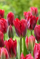 Tulipa 'Red Springgreen'