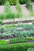 Overview of vegetable garden edged with Buxus hedge. Brassicas protected with wire netting, sprouting Brocolli, Cabbages, Parsnips, Carrots, Broad Beans, Dwarf French Beans, Courgettes, Beetroot, Onions, Asparagus. Behind -  rows of Raspberries.