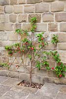 Malus domestica. Apple 'Discovery' growing as a fan against a sheltered wall.