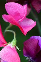 Pink and purple mixed Sweet Pea - Lathyrus latifolius