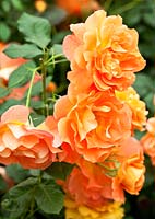 Rosa 'Westerland' - Modern shrub rose