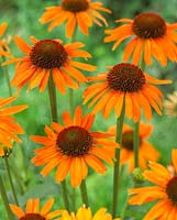 Echinacea 'Garden Emotion Bright Orange'