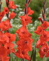 Gladiolus 'Fortuna Red'