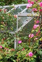 Rosa 'Zephirine Drouhin' and Lonicera climbing over the metal greenhouse in a corner of the front garden - The Lizard, Wymondham, Norfolk
