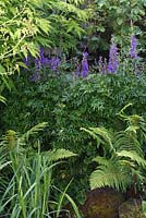 Aconitum, almost forming a hedge in front of the cottage window - The Lizard, Wymondham, Norfolk