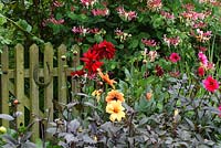 Horseshoe on rustic wooden gate in the front garden, Lonicera and red Dahlia 'Nuit d'ete - The Lizard, Wymondham, Norfolk