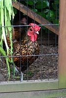 Reggie the rooster, a gold sebright bantam - The Lizard, Wymondham, Norfolk