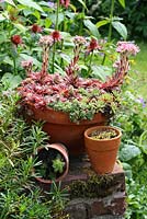 Collection of Sempervivum in pots in the back garden - The Lizard, Wymondham, Norfolk