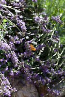 Lavandula Angustifolia acting as butterfly magnet for Mountain Fritillary - Boloria Napaea
