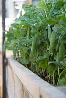 Row of young dwarf Petit pois plants with developing pods. Growing in raised wooden bed. Variety Petit Provencal.