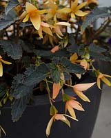 Begonia 'Crackling Fire Cream Yellow'