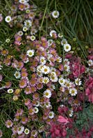 Details from 'Bridge Over Troubled Water'.  Hampton Court Flower Show 2012.  Erigeron karvinskianus with Dicentra 'King of Hearts'.