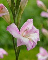 Gladiolus tubergenii 'Charming Henrii'