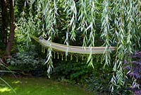 Hammock in shady garden, viburnum, hostas, Salix babylonica - weeping willow, late summer