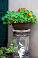 Potted nasturtium on old ceramic chimney pot, white cosmos in foreground