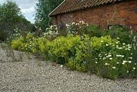Rosa 'Graham Thomas' with Linaria growing through the gravel, Alchemilla Mollis and  Eschscholzia californica against an old farm building. June