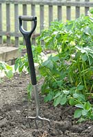 The vegetable garden, a raised beds with Potatoes and a garden fork at Wood Farm, June