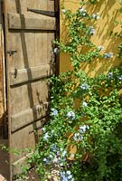 Plumbago auriculata by an old wooden door in a conservatory, June