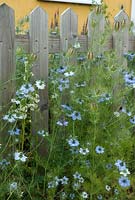 Nigella damascena 'Miss Jekyll' - Love-in-a-mist with flowers and seed heads by a picket fence, June