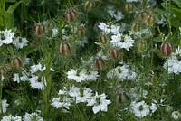 Nigella damascena - Love-in-a-Mist, white flower heads and seed heads. June