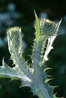 Onopordum acanthium - Scotch or Cotton Thistle in early evening light against a Yew hedge. The White garden at Wood Farm, June
