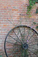 Verbena bonariensis growing through an old metal wheel leaning against the barn, near Annabels' Egg Shed - Cavick House Farm, Norfolk