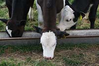 Three calves, Rodda's, Frank and Mini - Cavick House Farm, Norfolk