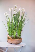 Step by step - Narcissus Grandiflora 'Paperwhite'