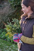 Step-by-step - Making natural decorations using branches from pine tree and mistletoe - collecting materials in the garden