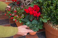 Step by step - Creating a festive display with cyclamen