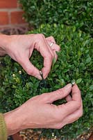 Woman putting fairy lights on buxus topiary 