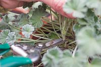 step by step - taking Pelargonium sidoides  cuttings and repotting - using secateurs to cut stem 