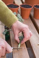 step by step - taking Pelargonium sidoides cuttings and repotting - using knife to cut stem