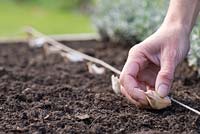 Step by step - planting garlic 'early purple wight' in raised bed - laying out cloves for planting 