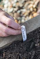 Step by step - planting garlic 'early purple wight' in raised bed - labeling 