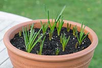 Step by step - Muscari Americanum in container
