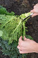 Step by step growing Cabbage 'Savoy Estoril F1' - Woman cutting stem and outer leaves from harvested cabbage 