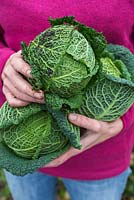 Step by step growing Cabbage 'Savoy Estoril F1' - Woman holding harvested cabbages 