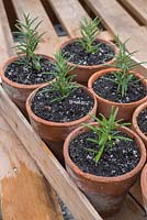 Step by step Rosemary cuttings - newly planted cuttings in terracotta pots 