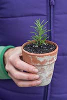 Step by step Rosemary cuttings - woman holding pot with young rosemary plant