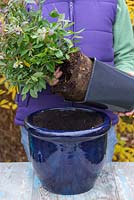 Step by step for planting Blueberry 'Sunshine Blue' in container 