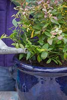 Blueberry 'Sunshine Blue' - watering container 
