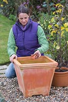 Planting Apple 'Egremont Russet' in container - adding broken pieces of pot to aid drainage 