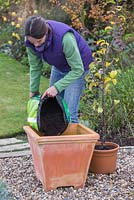 Planting Apple 'Egremont Russet' in container - adding compost 